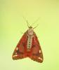 Euplagia quadripunctaria